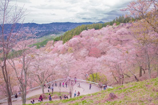 Gunung Yoshino saat Festival Sakura Yoshino