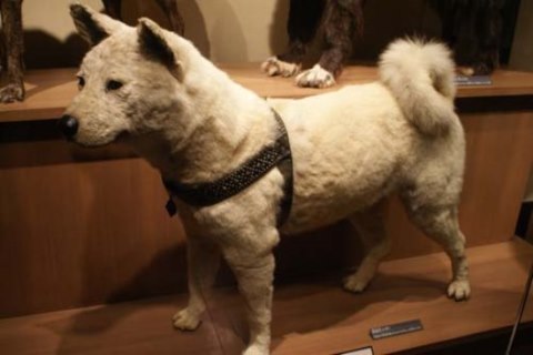 Hachiko di Museum Nasional Alam dan Sains Tokyo