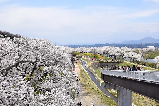 Hanami Sakura di Funaoka Castle Park