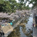 Hanami Sakura di Taman Shukugawa Kobe