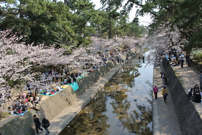 Hanami Sakura di Taman Shukugawa Kobe
