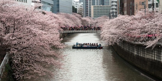 Hanami Sakura di sungai Meguro Tokyo