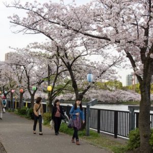 Hanami bunga sakura di Kema Sakuranomiya