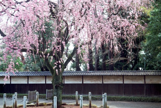 Hanami bunga sakura di Kuil Gotokuji