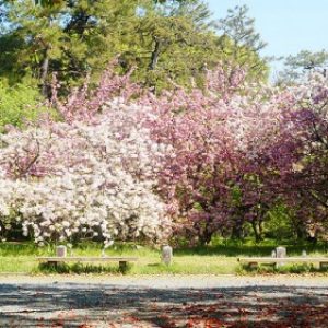 Hanami di Imperial Palace Kyoto