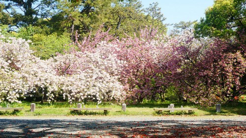 Hanami di Imperial Palace Kyoto