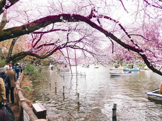 Hanami Inokashira Park Sakura 2020