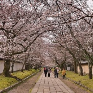 Hanami di Kuil Daigoji Kyoto