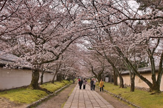 Hanami di Kuil Daigoji Kyoto