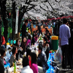 Hanami di Taman Ueno