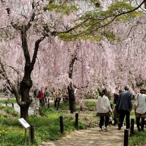 Hanami sakura di Taman Botani Kyoto