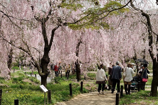 Hanami sakura di Taman Botani Kyoto