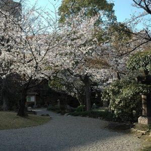 Hanami sakura di Taman Gokurakujudo Kuil Shitennoji