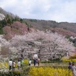 Hanami sakura di Taman Hanamiyama