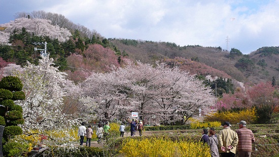Hanami sakura di Taman Hanamiyama