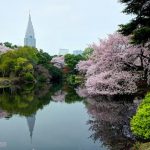 Hanami sakura di Taman Shinjuku Gyoen Tokyo