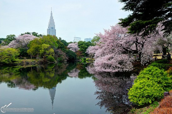 Hanami Sakura 2018: Taman Shinjuku Gyoen Tokyo