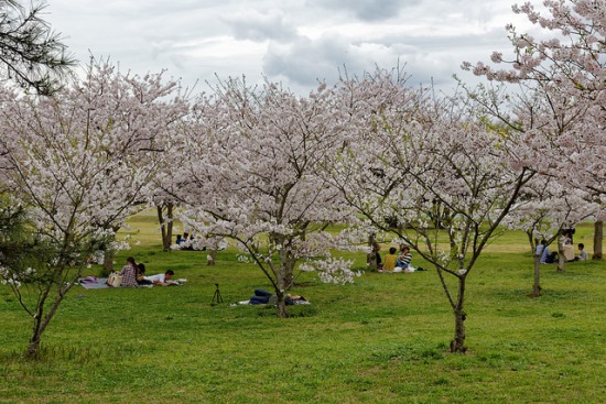 Hanami sakura di Uminonakamichi Seaside Park
