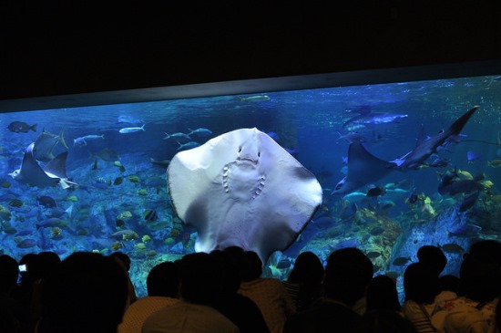 Ikan Pari di Akuarium Umitamago kompleks Takasakiyama Monkey Park