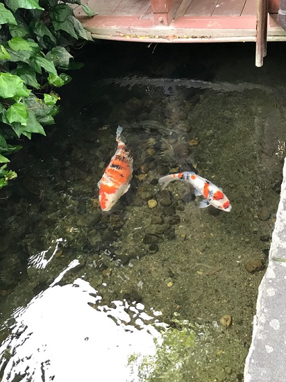 Ikan koi di selokan Gujo Hachiman Gifu