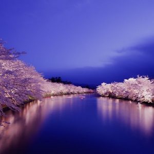 Iluminasi sakura di Kastil Hirosaki