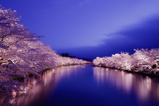 Iluminasi sakura di Kastil Hirosaki