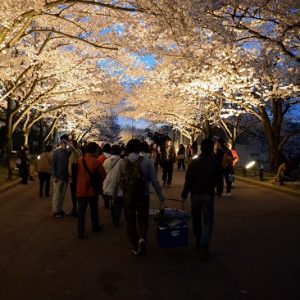 Iluminasi sakura di Taman Bampaku Kinen Koen