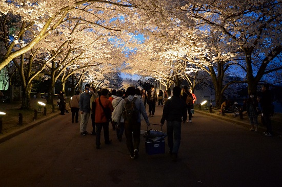 Iluminasi sakura di Taman Bampaku Kinen Koen
