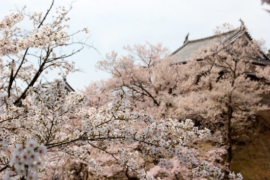 Indahnya Ueda Castle Sakura 2020