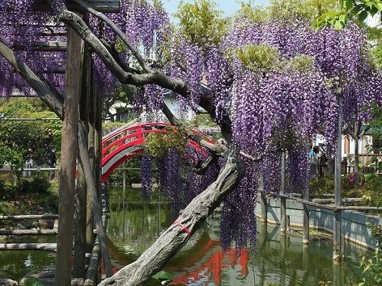 Indahnya bunga wisteria yang mekar di Kameido Tenjin Shrine