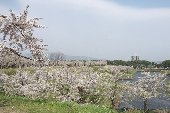 Indahnya hanami sakura di Fort Goryokaku