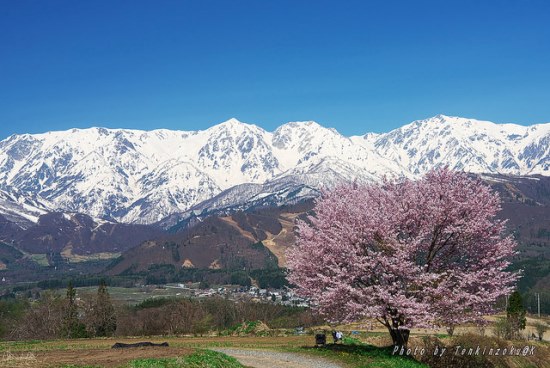 Indahnya sakura dan salju di Danau Nakatsuna Hakuba