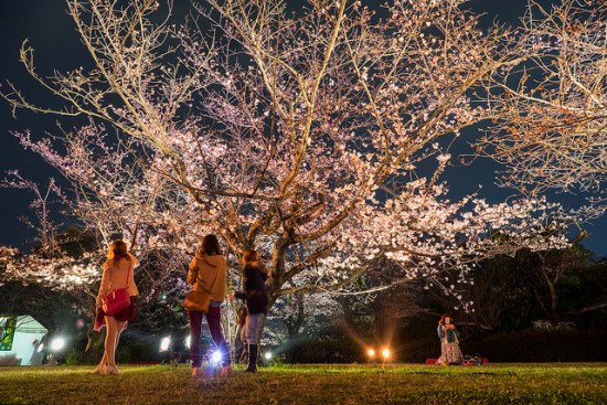 Info Wisata di Hakata Sakura di Fukuoka Castle