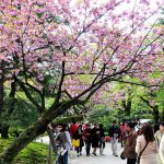 Info Wisata di Kanazawa Taman Kenrokuen