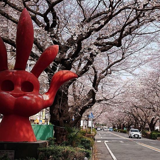 Jalan-jalan waktu Sagamihara City Hall Sakura 2020