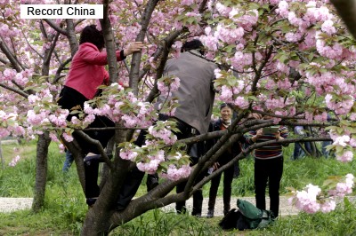 Jangan Lakukan Hal ini saat Hanami