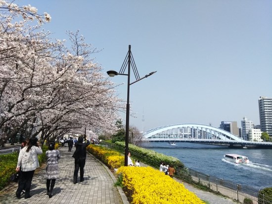 Kapal Wisata dan sungai Sumida waktu Sumida Park Sakura 2020