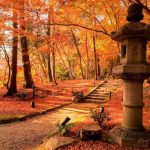 Karpet momiji di kompleks Kuil Daigoji Kyoto