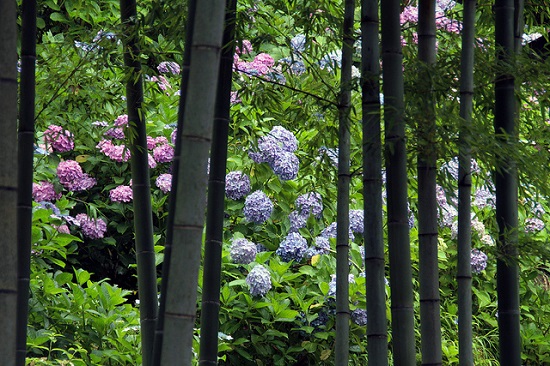 Kebun bunga Hydrangea di Kuil Hasedera