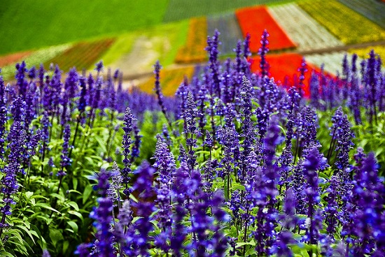 Kebun bunga lavender di Biei Hokkaido