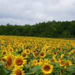 Kebun bunga matahari Himawari no Sato