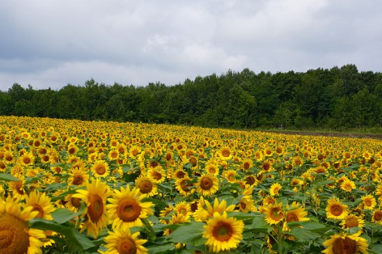 Kebun bunga matahari Himawari no Sato