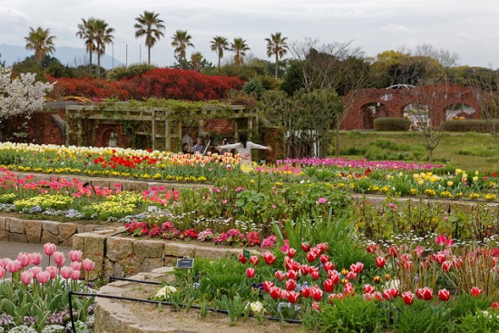 Kebun bunga tulip