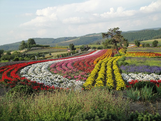  Pemandangan  Bukit Biei Hokkaido Info Wisata di Jepang