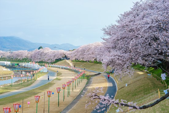 Keindahan Asahigawa Sakura
