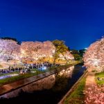 Keindahan Hanami Sakura di Taman Okazaki Nagoya