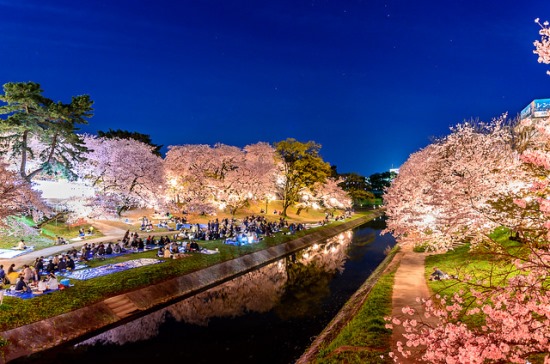 Keindahan Hanami Sakura di Taman Okazaki Nagoya