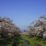 Keindahan Kannonji River Sakura di Fukushima