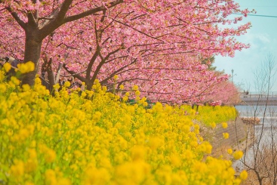 Keindahan Kawazu Sakura