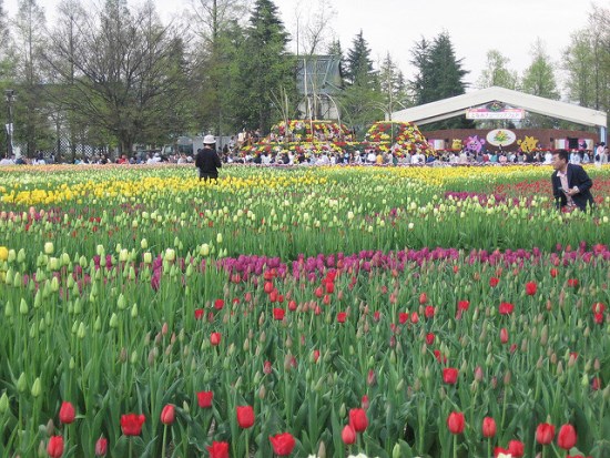 Keindahan Kebun Tulip Tonami